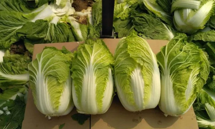 Продажа овощей и фруктов от китайского поставщика – от 20 тонн - фото № 17