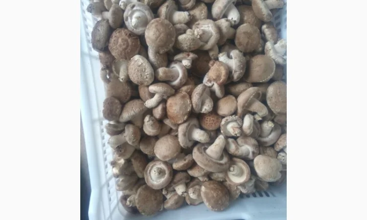 Продажа овощей и фруктов от китайского поставщика – от 20 тонн - фото № 4