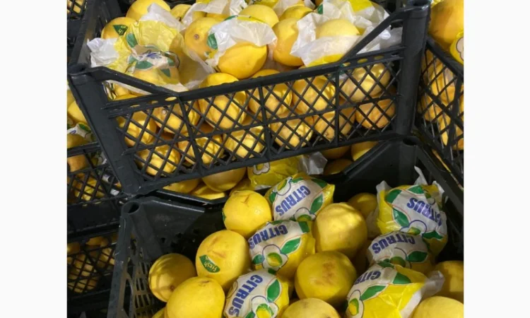 Овощи, фрукты, зелень, соления, экзотика. Опт - фото № 1