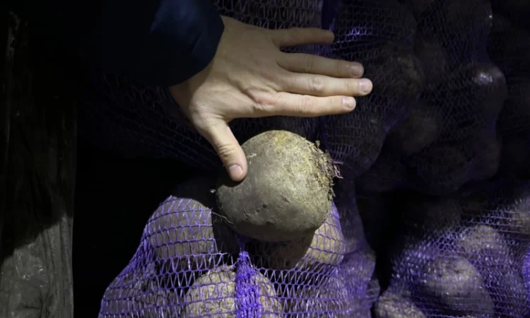 Куплю Картофель Морковь, Капусту, Буряк, Лук для бюджета с НДС - фото № 1