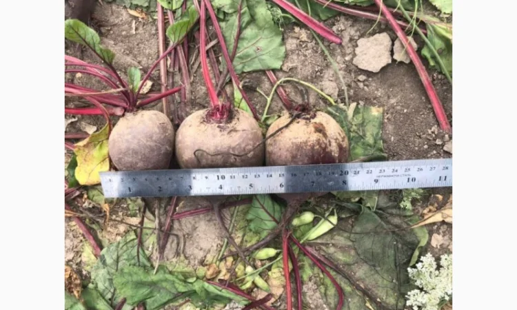 Продаємо моркову, цибулю, капусту, буряк, картоплю з доставкою від 1 тони - фото № 8