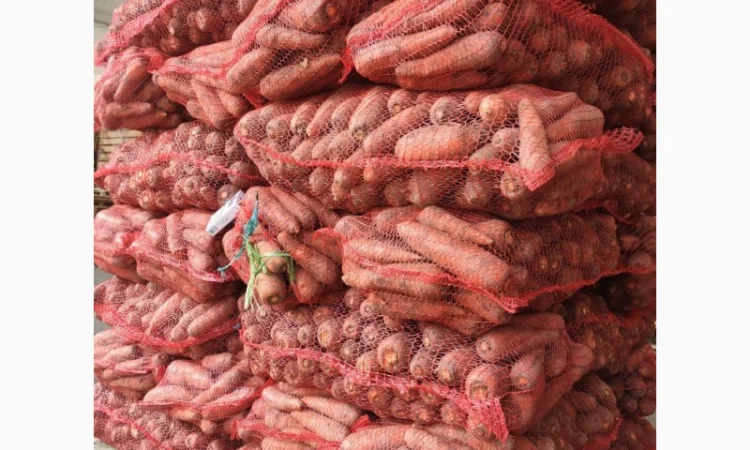 Продаємо моркову, цибулю, капусту, буряк, картоплю з доставкою від 1 тони - фото № 9