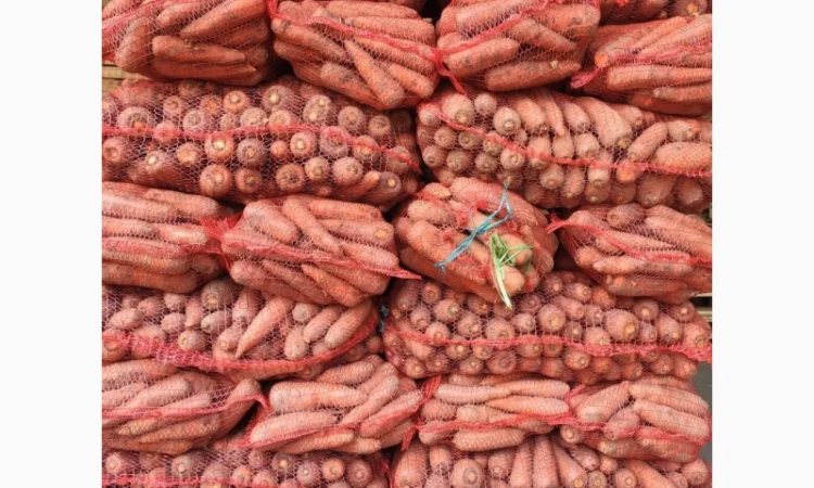 Продаємо моркову, цибулю, капусту, буряк, картоплю з доставкою від 1 тони - фото № 7