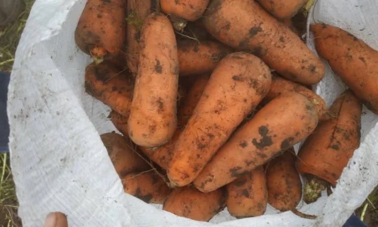 Продаємо моркову, цибулю, капусту, буряк, картоплю з доставкою від 1 тони - фото № 1