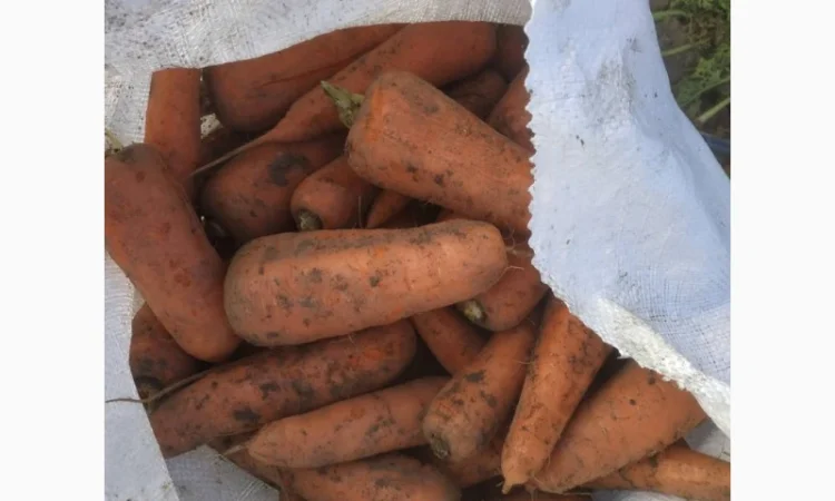 Продаємо моркову, цибулю, капусту, буряк, картоплю з доставкою від 1 тони - фото № 6