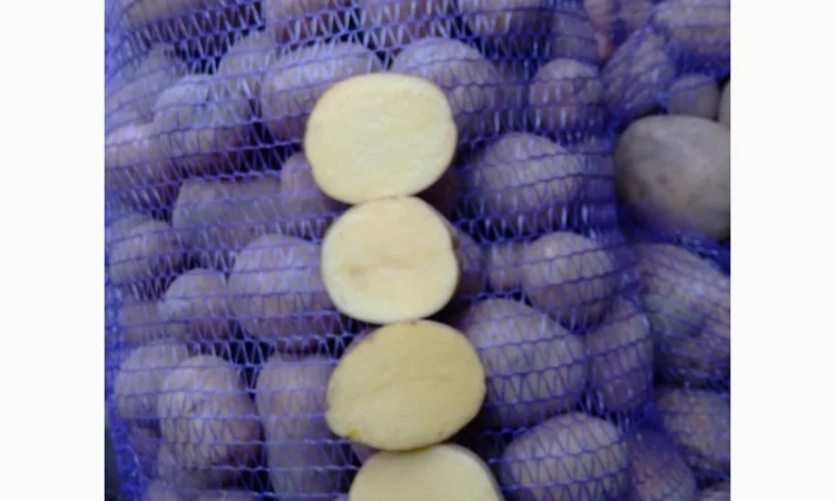 Продаємо моркову, цибулю, капусту, буряк, картоплю з доставкою від 1 тони - фото № 5