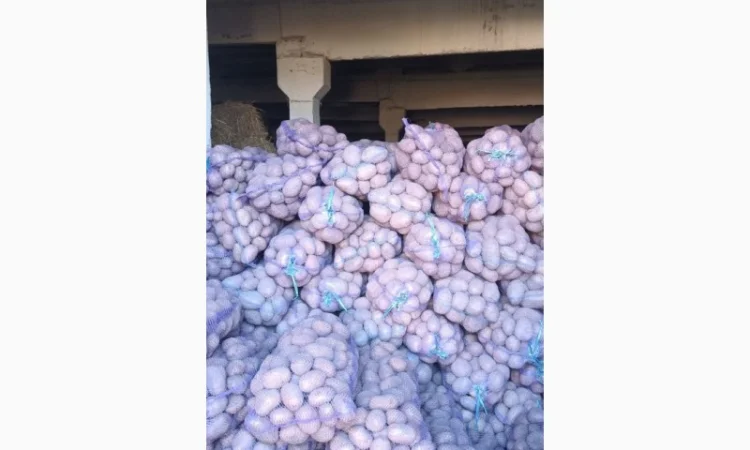 Куплю картоплю, моркву, капусту в об'ємі - фото № 1