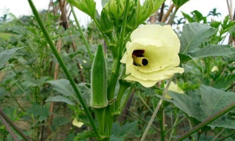 Семена бамии - фото № 1
