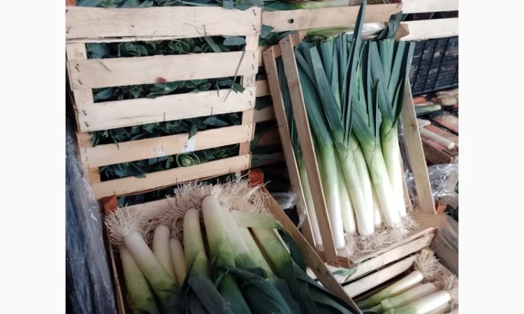 Продам лук-порей - фото № 2