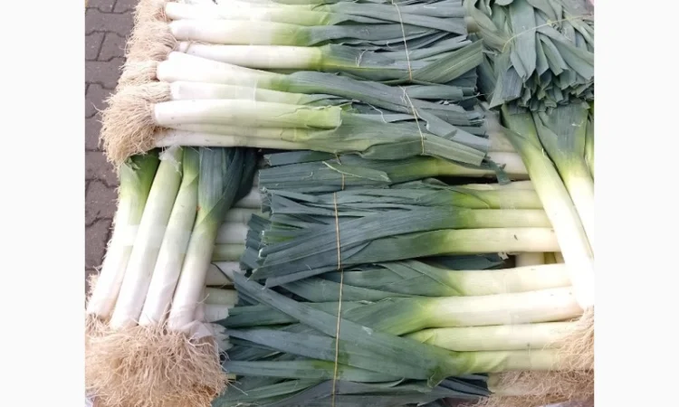 Продам лук-порей - фото № 4