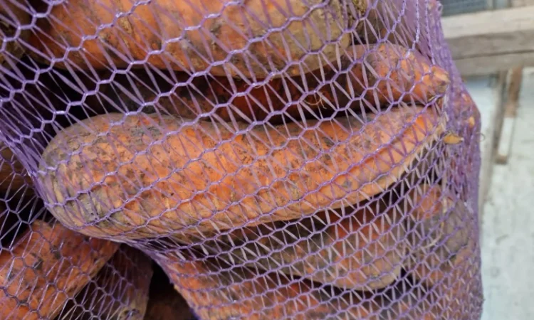 Продаж буряка, капусти та моркви. Опт - фото № 2