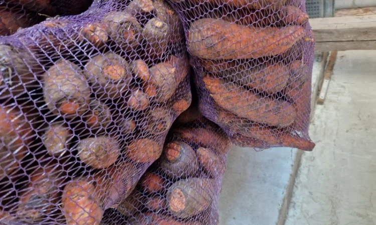 Продаж буряка, капусти та моркви. Опт - фото № 3