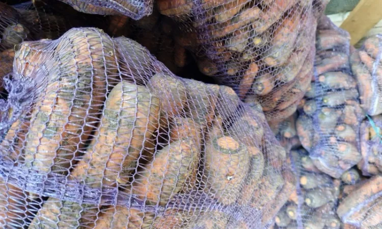 Продаж буряка, капусти та моркви. Опт - фото № 4