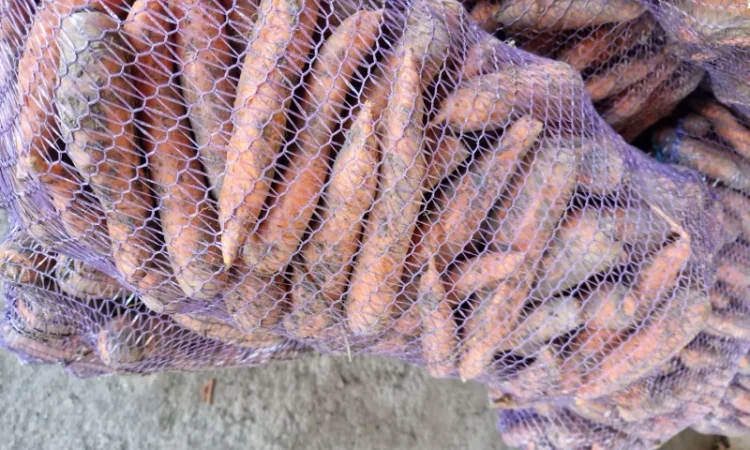 Продаж буряка, капусти та моркви. Опт - фото № 5