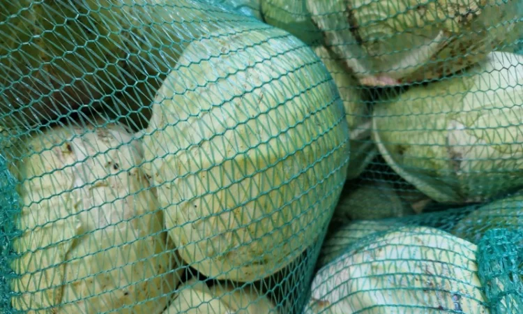 Продаж буряка, капусти та моркви. Опт - фото № 6