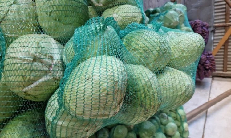 Продаж буряка, капусти та моркви. Опт - фото № 8