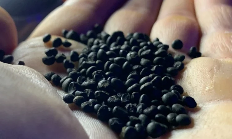 Насіння Аспаргусу Спаржа не гібрид - фото № 1