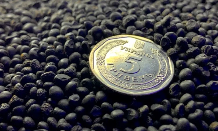 Насіння Аспаргусу Спаржа не гібрид - фото № 2