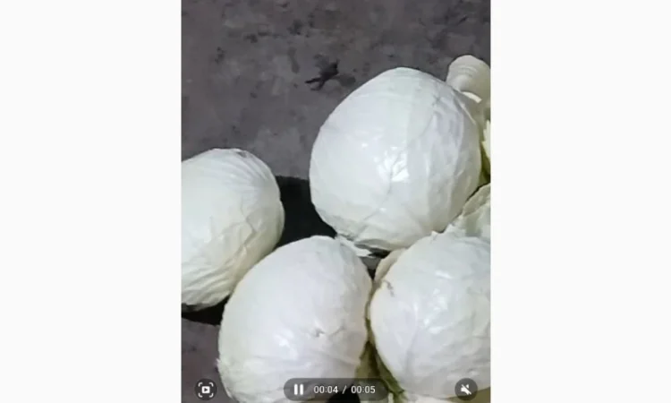 Продам овощи, морковка, буряк, лук, капуста - фото № 1