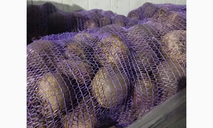 Продам овощи, морковка, буряк, лук, капуста - фото № 2