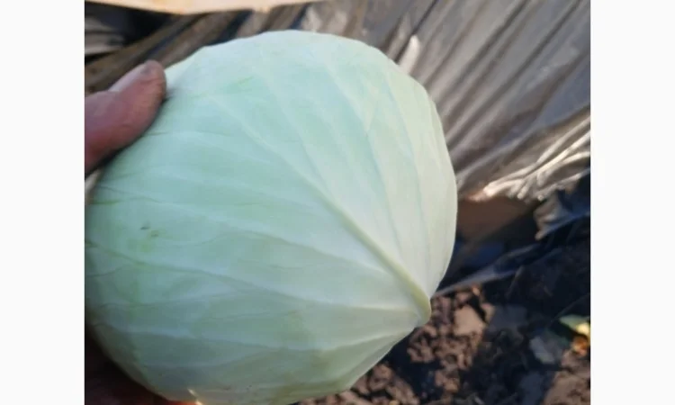 Продам овощи, морковка, буряк, лук, капуста - фото № 3