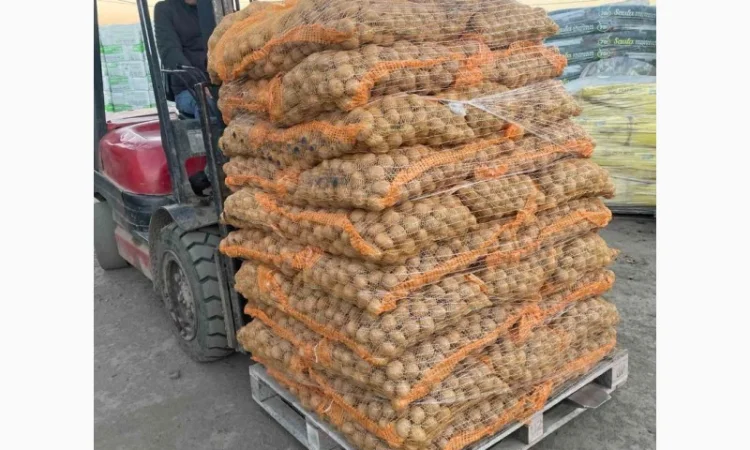 Продаж насінневої картоплі гуртом від 500 кг - фото № 3