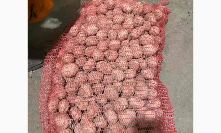 Продаж насінневої картоплі гуртом від 500 кг - фото № 4