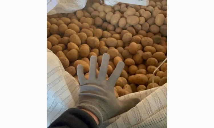 Продаж насінневої картоплі гуртом від 500 кг - фото № 2