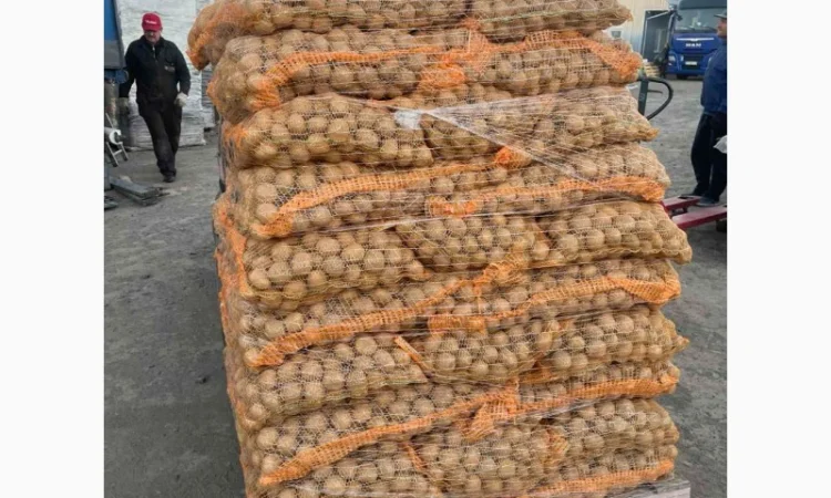 Продаж насінневої картоплі гуртом від 500 кг - фото № 5