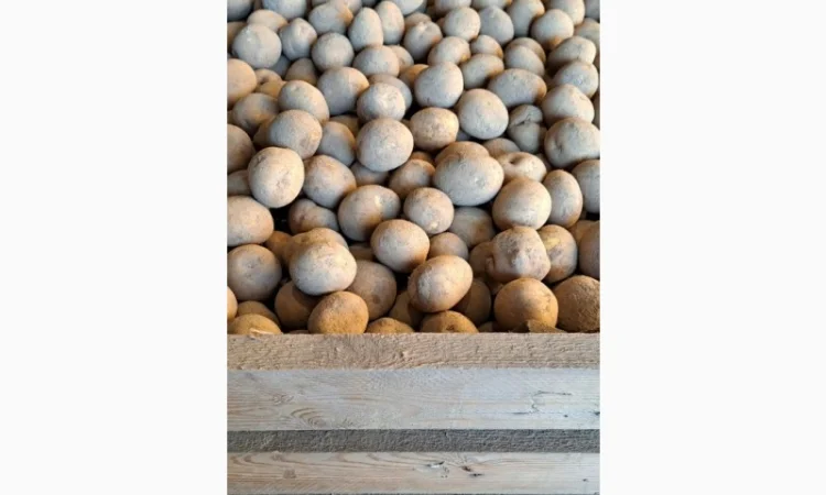 Продаж насінневої картоплі гуртом від 500 кг - фото № 6