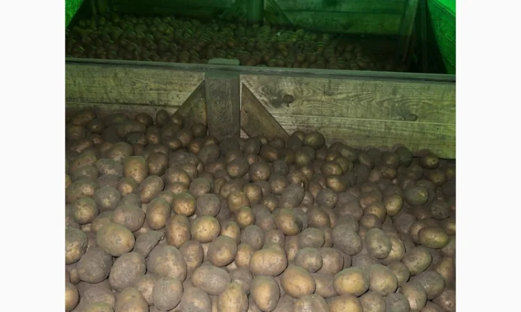 Продаж насінневої картоплі гуртом від 500 кг - фото № 7