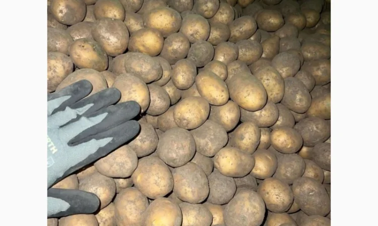 Продаж насінневої картоплі гуртом від 500 кг - фото № 8