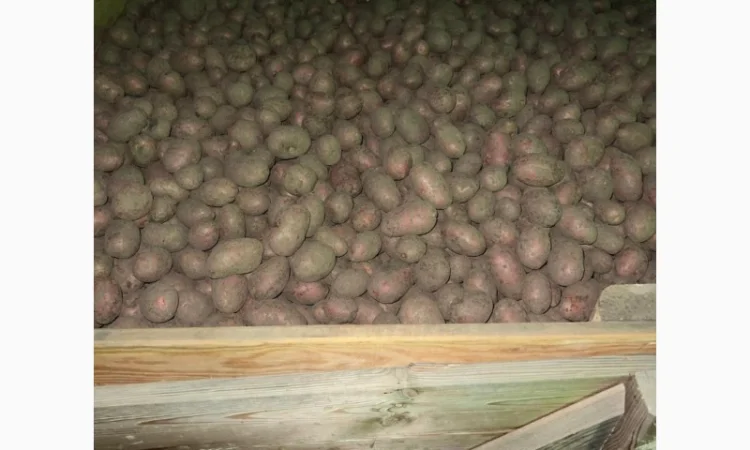 Продаж насінневої картоплі гуртом від 500 кг - фото № 9