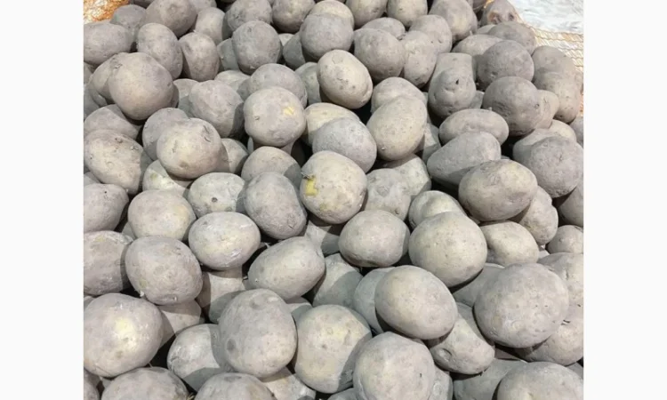 Продаж насінневої картоплі гуртом від 500 кг - фото № 10