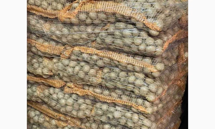 Продаж насінневої картоплі гуртом від 500 кг - фото № 11