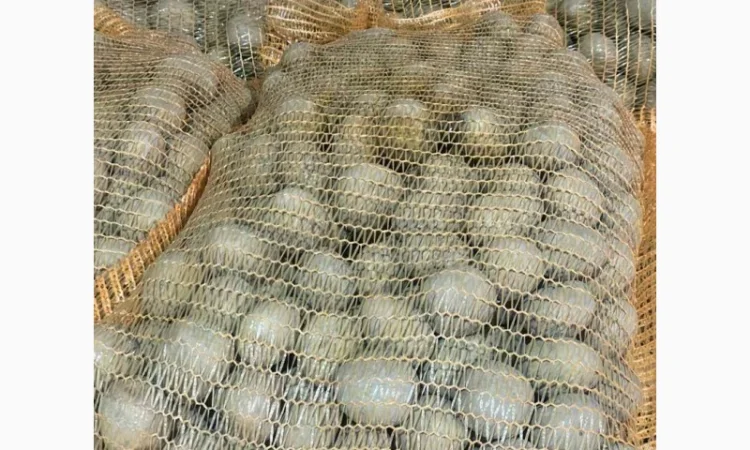 Продаж насінневої картоплі гуртом від 500 кг - фото № 12