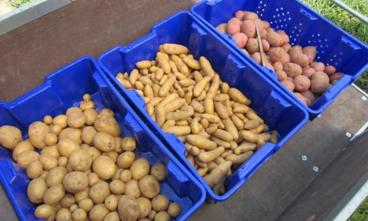 Продаж насіннєвої картоплі Рів'єра - фото № 1