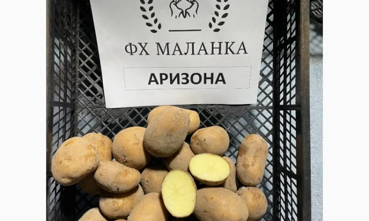 Продаж насіннєвої картоплі Рів'єра - фото № 2