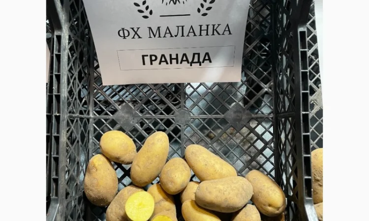 Продаж насіннєвої картоплі Рів'єра - фото № 3