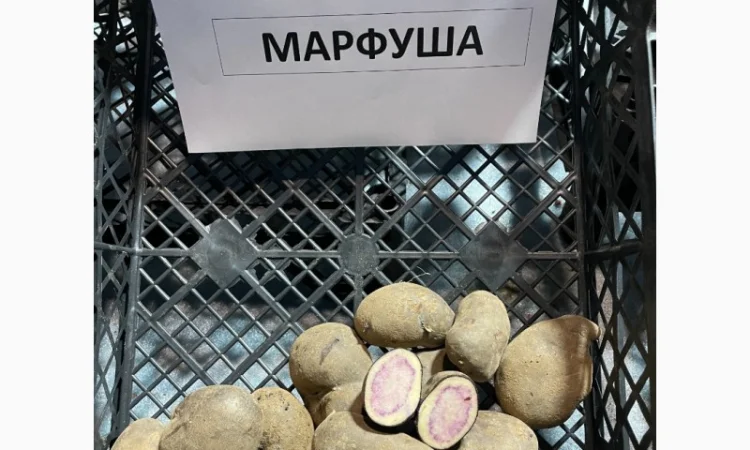 Продаж насіннєвої картоплі Рів'єра - фото № 5