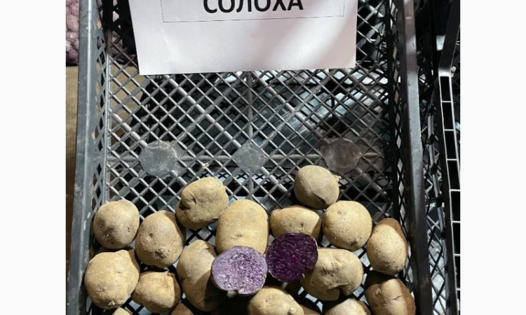 Продаж насіннєвої картоплі Рів'єра - фото № 7