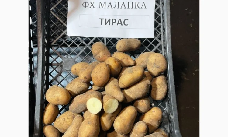 Продаж насіннєвої картоплі Рів'єра - фото № 8