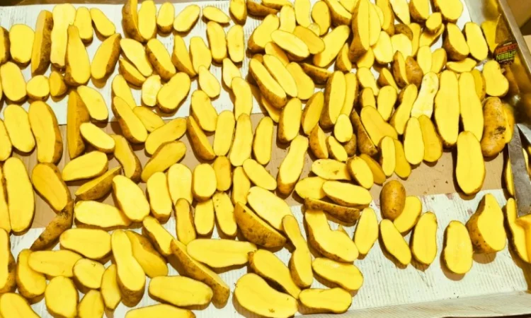 Продамо картоплю Коломбо, Гранада - фото № 1