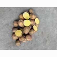 Продамо картоплю Коломбо, Гранада - фото № 2