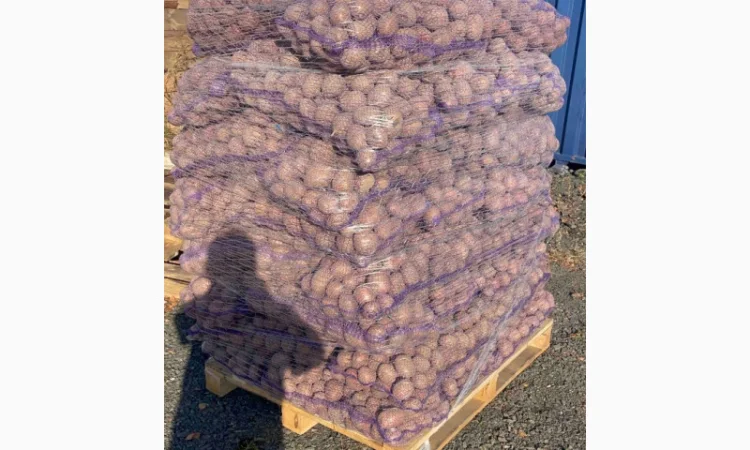 Продаж товарної картоплі оптом - фото № 1