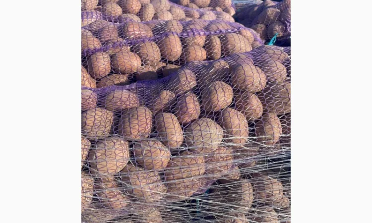 Продаж товарної картоплі оптом - фото № 3