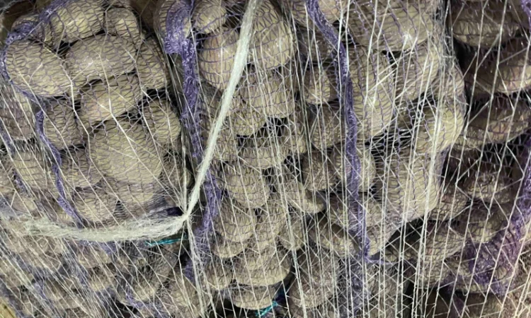 Продаж товарної картоплі оптом - фото № 4