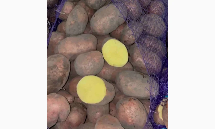 Продаж товарної картоплі оптом - фото № 2