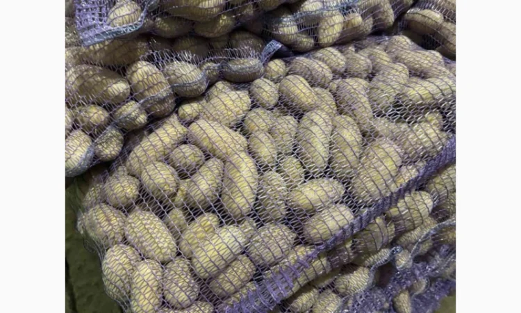 Продажа насіннєвої та продовольчої картоплі - фото № 1
