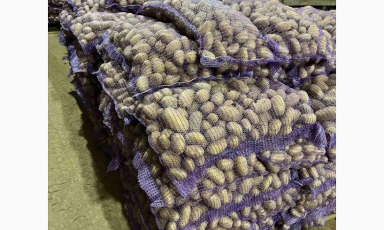 Продажа насіннєвої та продовольчої картоплі - фото № 17